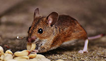 24 Hour & Emergency Exterminators in Belton, SC